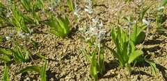 Lachenalia maximiliani
