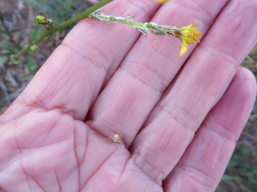 Image of Senecio pubigerus by (c) linkie, some rights reserved (CC BY)