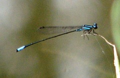 Acanthagrion quadratum