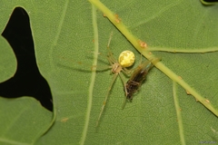 Theridion varians