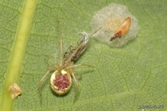 Theridion varians