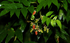Rubus fraxinifolius