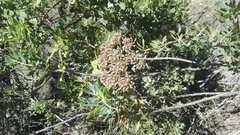 Notobubon laevigatum