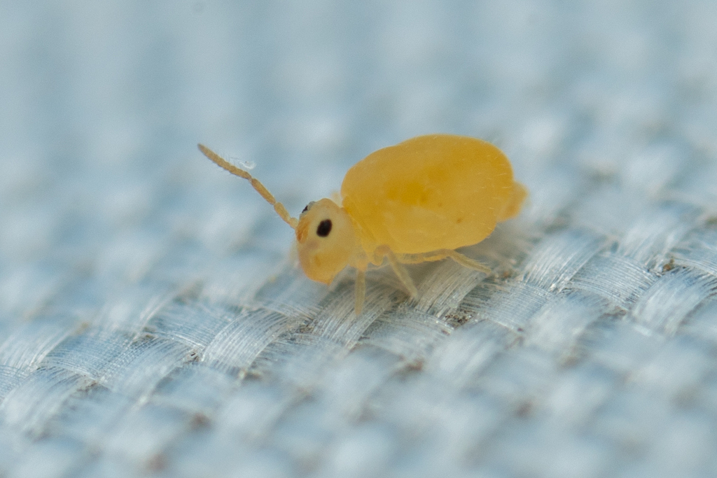 Deuterosminthurus russatus