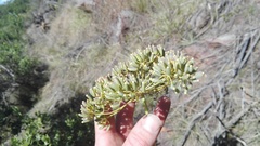Notobubon laevigatum