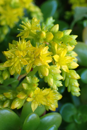 Sedum kimnachii V.V.Byalt 3