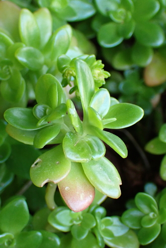 Sedum kimnachii