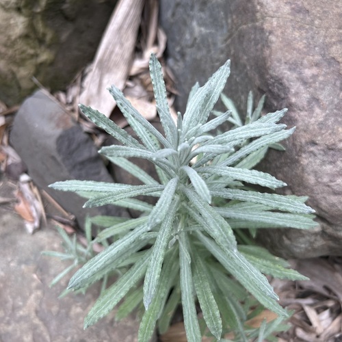 Gnaphalium affine