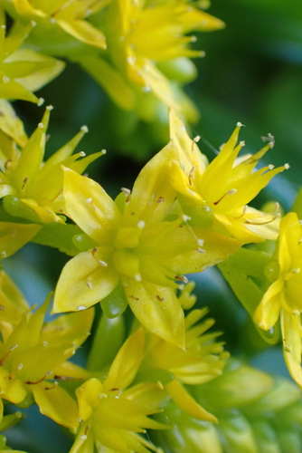 Sedum kimnachii