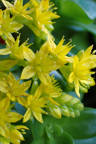 Sedum kimnachii