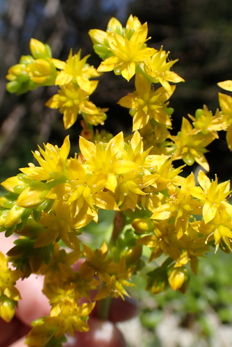 Sedum kimnachii