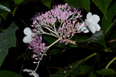 Hydrangea longifolia