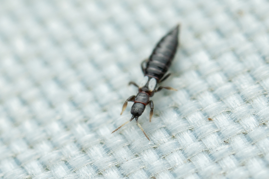 Thrips
