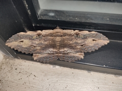 Anisoneura aluco