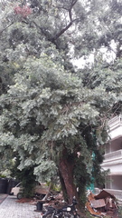 Taxus wallichiana