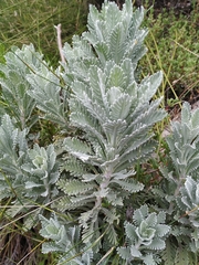 Euryops pectinatus pectinatus