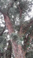 Taxus wallichiana