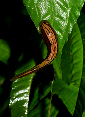 Haemadipsa picta