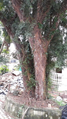 Taxus wallichiana