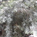 Himalayan Yew - Photo (c) Chief RedEarth, some rights reserved (CC BY-NC-ND), uploaded by Chief RedEarth
