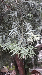 Taxus wallichiana