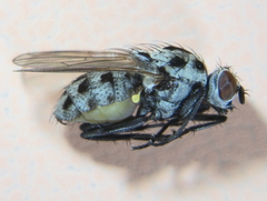Anthomyia pluvialis