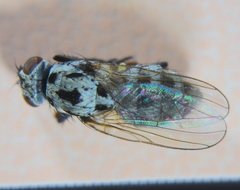 Anthomyia pluvialis