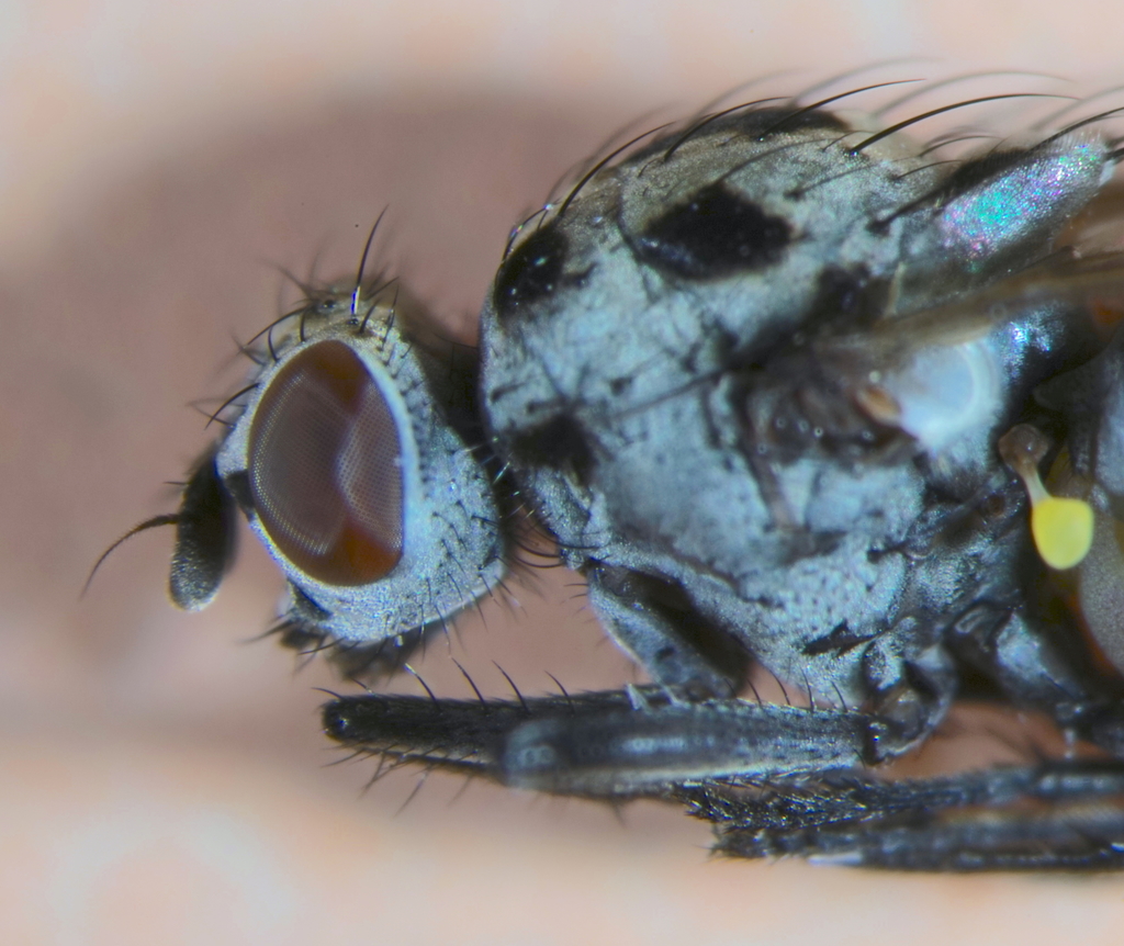 Anthomyia pluvialis