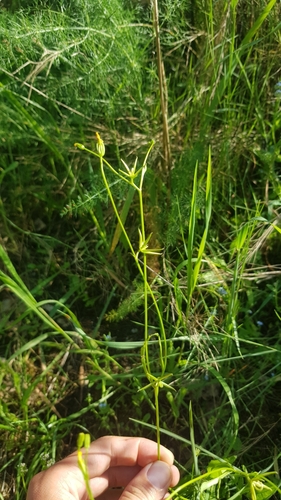Edible Star-hawkbit (Rhagadiolus edulis)