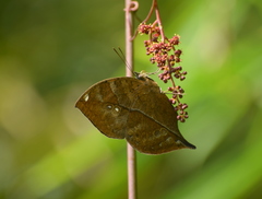 Kallima horsfieldii