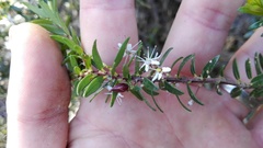 Agathosma ovata