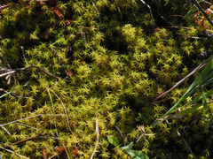 Tortella squarrosa