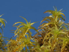 Tortella squarrosa