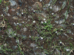 Arenaria hispanica