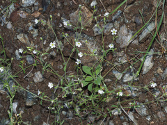 Arenaria hispanica