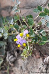 Crotalaria variegata
