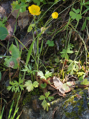 Ranunculus paludosus