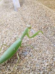 Hierodula transcaucasica