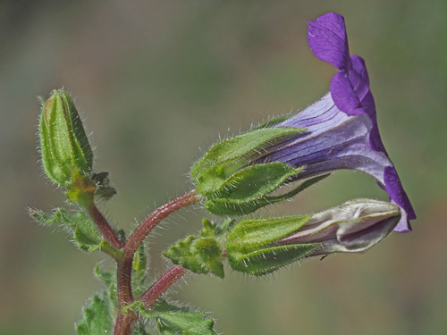 Representative image of Campanula dichotoma