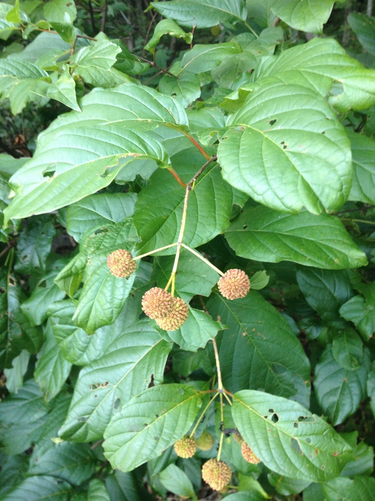 buttonbushes