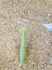 Hierodula transcaucasica