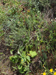 Eryngium tricuspidatum