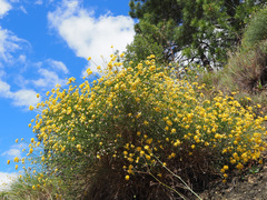Genista umbellata