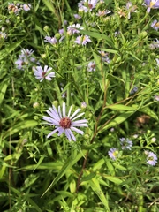 Symphyotrichum × salignum