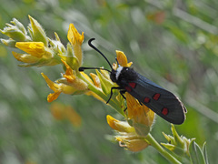 Zygaena lavandulae