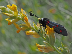 Zygaena lavandulae