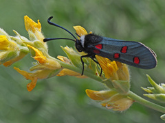 Zygaena lavandulae