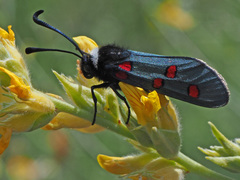 Zygaena lavandulae