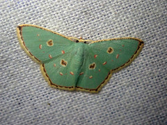 Comostola meritaria