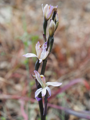 Limodorum trabutianum